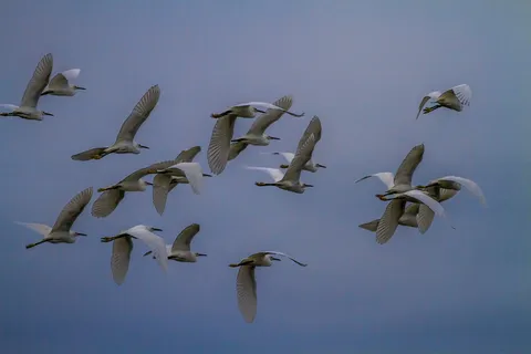 美国,萨尼贝尔,j.n.“丁”达令国家野生动物保护区,头顶白鹭,鸟类,动物,动物群,野生动物 美国,萨尼贝尔,j.n.“丁”达令国家野生动物保护区,头顶白鹭,鸟类,动物,动物群,野生动物