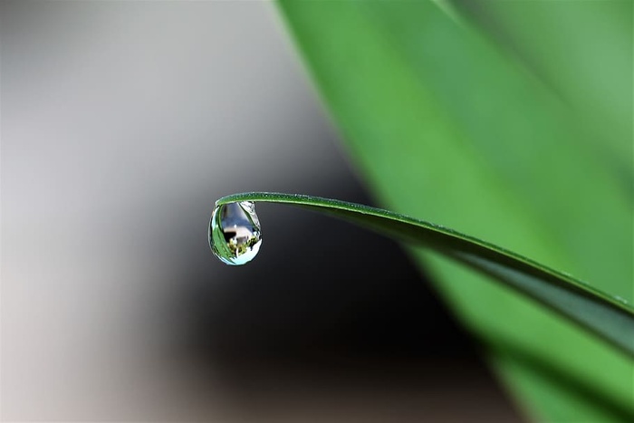 叶尖的水滴