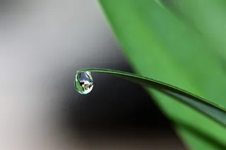 叶尖的水滴