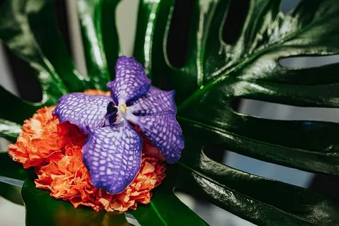 花卉特写 花卉特写