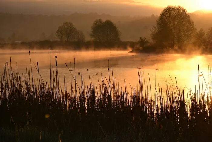 早晨，日出，树木，水，金色，杂草，倒影，蒸汽