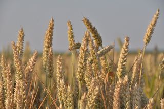 自然，谷物，金黄色，景观，麦田，粮食，谷物植物，农业