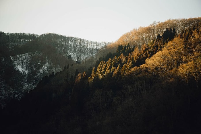 针叶树、环境、冷杉树、森林、景观、山脉、自然、户外