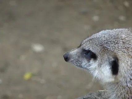 头,猫鼬,动物,动物,自然,非洲,风景,一切 头,猫鼬,动物,动物,自然,非洲,风景,一切