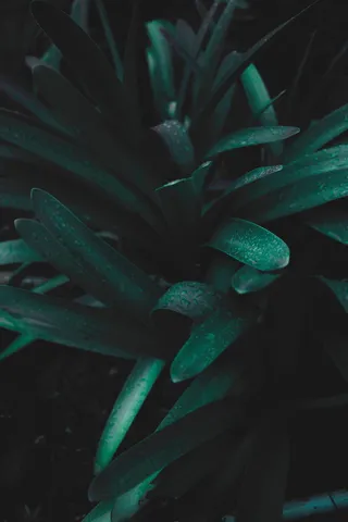 自然，植物，绿色，叶子，水，水滴，露水，生长