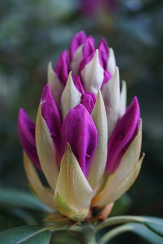 花，紫色，紫罗兰色，紧密，花丝，开花植物，植物，自然之美