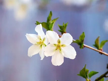 春天盛开的海棠白花。 春天盛开的海棠白花。