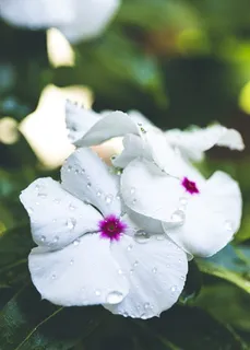 白色花瓣的微距摄影 白色花瓣的微距摄影