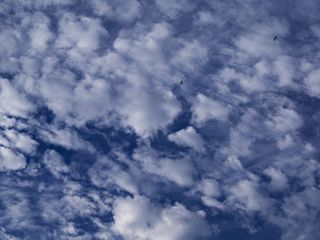 自然，户外，天空，蔚蓝的天空，动物，鸟，云，飞行