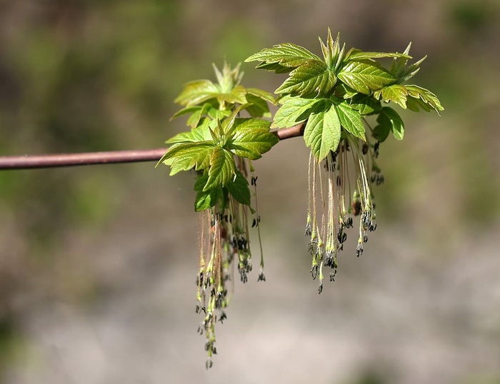 植物生长，植物生长，近距离观察