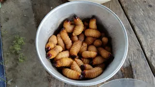 蛴螬，蛆，蛆，恶心，食物，蠕虫，巴布亚，印度尼西亚