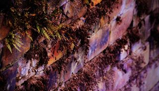 砖墙，壁纸，岩石，树干，树干，自然，岩石-物体，树