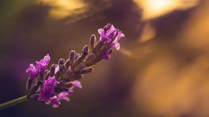 薰衣草，日落，自然，花朵，阳光，天堂，阳光，户外