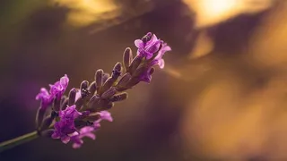 薰衣草，日落，自然，花朵，阳光，天堂，阳光，户外