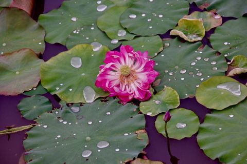 植物，花，花，百合，池百合，中国⁩, ‎⁨云南⁩, 水