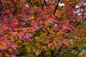 粉色，橙色，枫树，日本枫树，枫树，掌叶槭，树叶