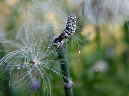 成熟, 水果, 冲刷, 灯芯草, 成熟的水果, 冲绳, 马尾, 冲刷马尾