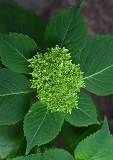 美国，橡树岭，花蕾，植物，春天，大自然，蓝色绣球花，绿色