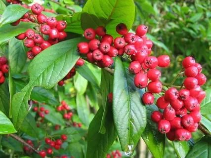 罗文树,浆果,红色,猩红,植物,罗文,树枝,束 罗文树,浆果,红色,猩红,植物,罗文,树枝,束