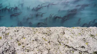 意大利、威尼斯、里蒙布兰兹公园、蓝色、石头、水生植物、海洋、藻类