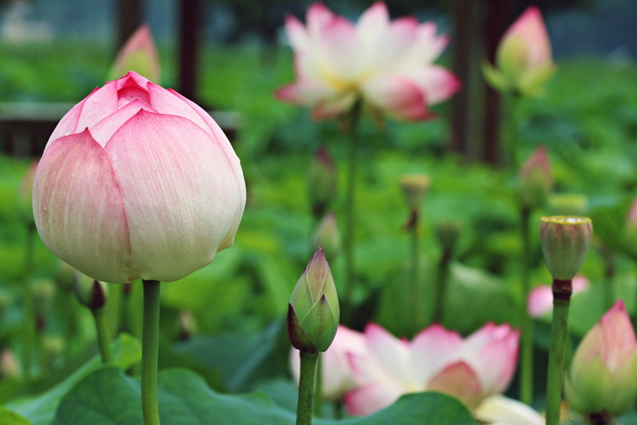 粉色和白色莲花，花朵，植物，莲花，自然，叶子，佛教，韩国