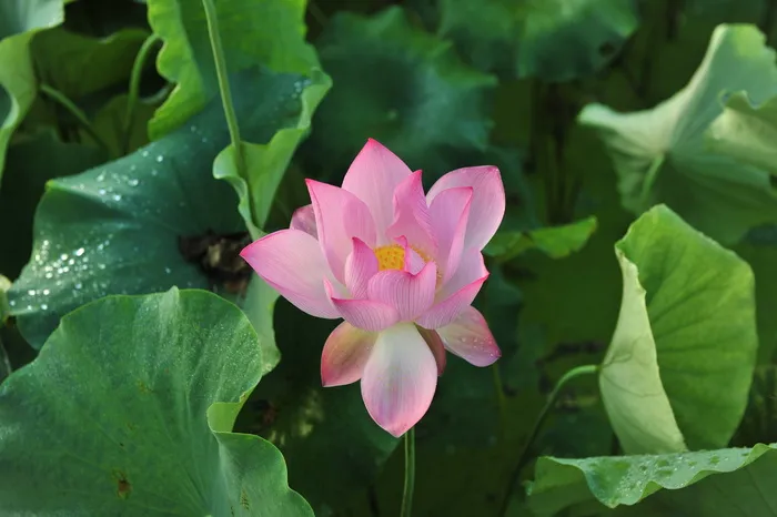 选择性，聚焦照片，粉色，莲花，花朵，豆荚，荷叶，花朵