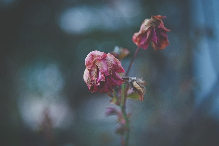 花，花朵，花瓣，自然，植物，模糊，玫瑰，粉色