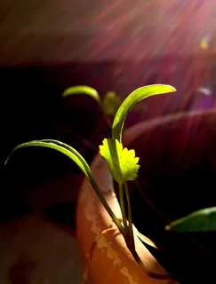 幼树、胡荽、芳香、开花、花朵、绿色、草本植物、浇水 幼树、胡荽、芳香、开花、花朵、绿色、草本植物、浇水
