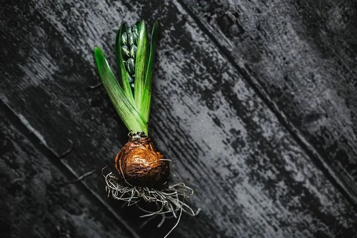 在一个小罐子里做一个小观赏幼苗的女人