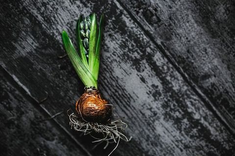 在一个小罐子里做一个小观赏幼苗的女人