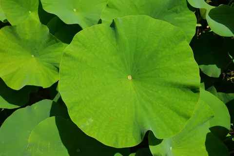 特写照片、绿色、睡莲垫、植物学、叶子、异国情调、池塘、公园 特写照片、绿色、睡莲垫、植物学、叶子、异国情调、池塘、公园