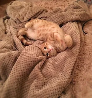 棕色织物上的橙色斑猫 棕色织物上的橙色斑猫