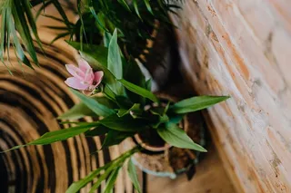 带有绿色植物的现代室内细节