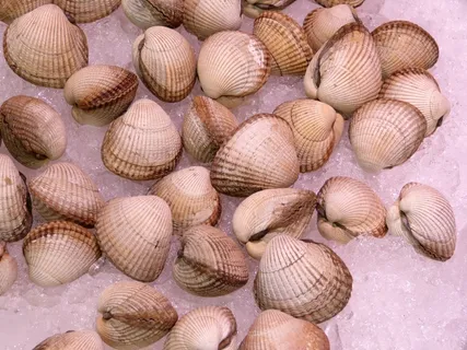 贻贝,海岸,海洋动物,动物世界,冰,鳕鱼,餐厅 贻贝,海岸,海洋动物,动物世界,冰,鳕鱼,餐厅