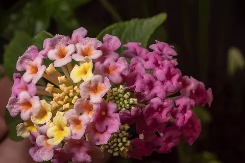 宏观,出血,自然,特写,夏天,花园,花,花园 宏观,出血,自然,特写,夏天,花园,花,花园