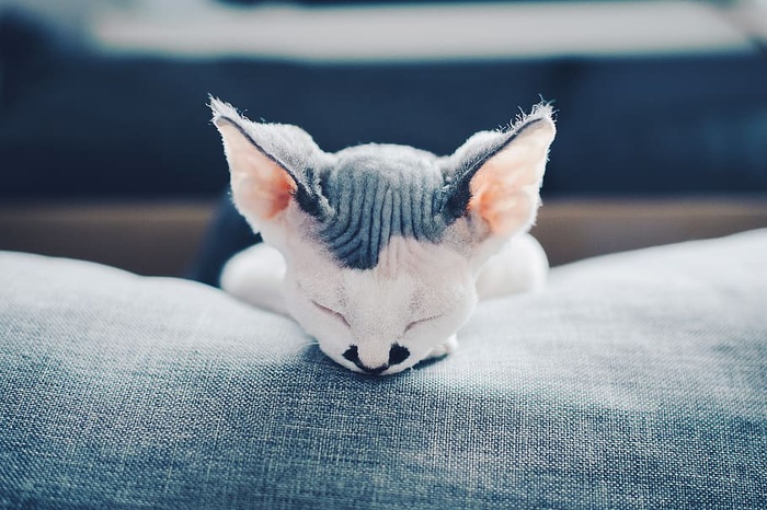 宠物，猫，动物，哺乳动物，小猫，曼克斯，手指，小猫