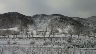 冬天，水墨画，风景，雪，东方，植物，树木，环境