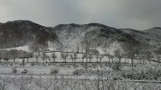冬天，水墨画，风景，雪，东方，植物，树木，环境