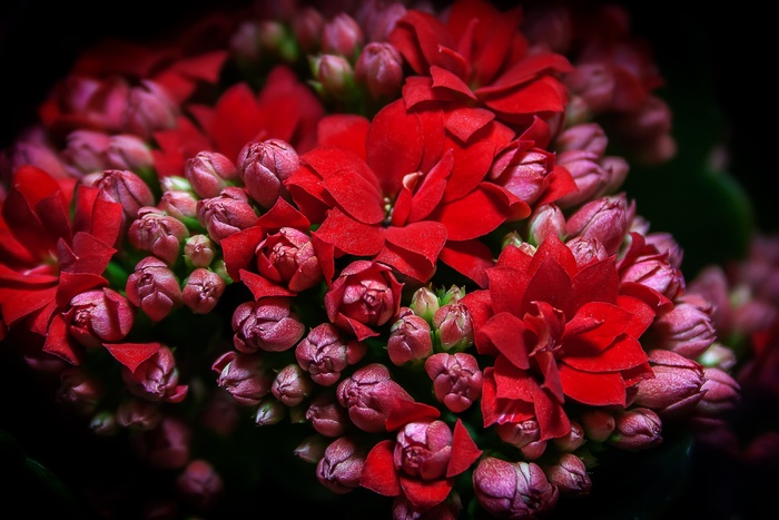 kalanchoe，火焰käthchen，红色，厚膜温室，肉质，植物，景天科，kalanchoe blossfeldiana