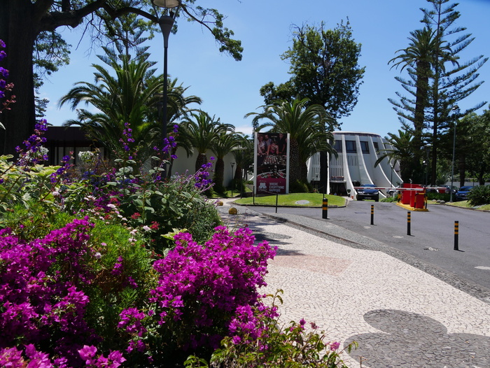 马德拉，funchal，赌场，葡萄牙，天空，开花，开花，植物