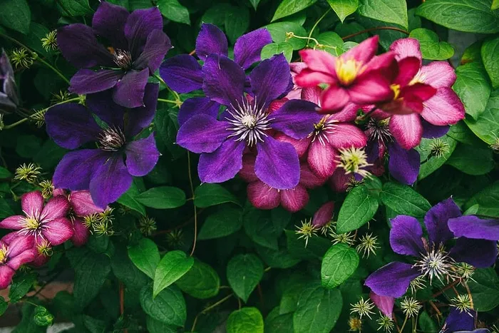 花篱笆