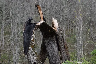 火、闪电、能量、电力、符号、风暴、设计、自然