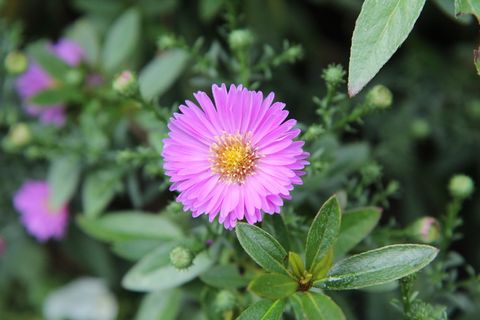 紫菀,紫菀粉,开花,花,开花植物,植物,新鲜度,生长 紫菀,紫菀粉,开花,花,开花植物,植物,新鲜度,生长