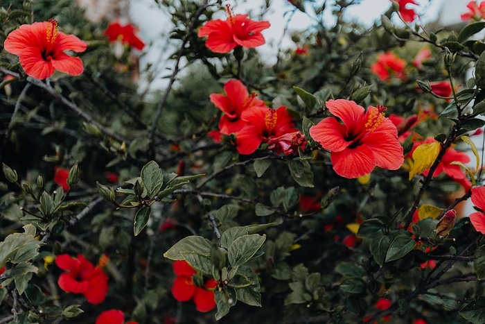 一朵红色的芙蓉花，葡萄牙