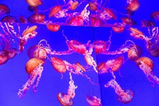 Mirorred水母缸照片