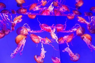 Mirorred水母缸照片