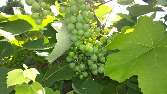 葡萄,Frisch,树,水果,绿色,叶子,啤酒园,绿色葡萄 葡萄,Frisch,树,水果,绿色,叶子,啤酒园,绿色葡萄