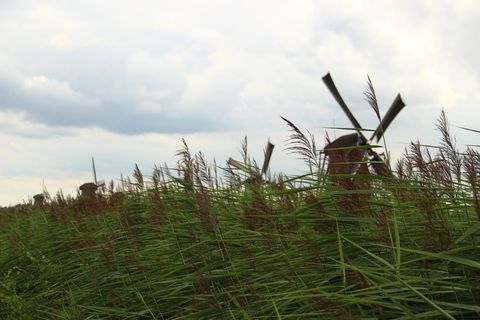 mill，kinderdijk，grass，netherlands，sky，cloud-sky，plant，nature