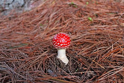 菌类, 森林, 蘑菇, 自然, 季节, 植物, 野生