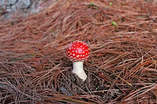 菌类, 森林, 蘑菇, 自然, 季节, 植物, 野生
